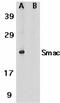 Diablo IAP-Binding Mitochondrial Protein antibody, GTX23930, GeneTex, Western Blot image 