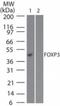 FOXP3 antibody, NBP2-33297, Novus Biologicals, Western Blot image 