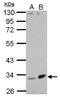 Fibulin 7 antibody, GTX123324, GeneTex, Western Blot image 
