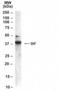 SH3 Domain Containing GRB2 Like, Endophilin B1 antibody, NB100-820, Novus Biologicals, Western Blot image 