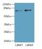 NBPF Member 3 antibody, LS-C398418, Lifespan Biosciences, Western Blot image 