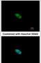 Zinc finger protein 148 antibody, PA5-28147, Invitrogen Antibodies, Immunofluorescence image 