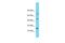 Mitochondrial Ribosomal Protein L30 antibody, A15575, Boster Biological Technology, Western Blot image 