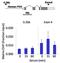 Ribosomal Protein S6 Kinase B1 antibody, 701083, Invitrogen Antibodies, Chromatin Immunoprecipitation image 
