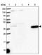 Methionyl Aminopeptidase 1 antibody, PA5-58202, Invitrogen Antibodies, Western Blot image 