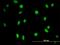 DNA-3-methyladenine glycosylase antibody, H00004350-M07, Novus Biologicals, Immunofluorescence image 