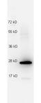 Interleukin 27 antibody, M00857, Boster Biological Technology, Western Blot image 