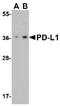 PD-L1 antibody, MBS151123, MyBioSource, Western Blot image 