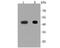 N-Myc Downstream Regulated 1 antibody, A01327-2, Boster Biological Technology, Western Blot image 