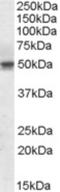 Septin 6 antibody, NBP1-51930, Novus Biologicals, Western Blot image 