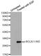 BCL2 Like 1 antibody, MBS128543, MyBioSource, Western Blot image 