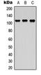 Cathepsin W antibody, orb234791, Biorbyt, Western Blot image 