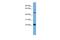 Hemogen antibody, PA5-44838, Invitrogen Antibodies, Western Blot image 