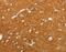 Solute Carrier Family 4 Member 4 antibody, MBS2516571, MyBioSource, Immunohistochemistry frozen image 