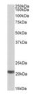 MRG Domain Binding Protein antibody, orb12270, Biorbyt, Western Blot image 