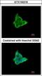 Cytokine Inducible SH2 Containing Protein antibody, GTX100216, GeneTex, Immunofluorescence image 
