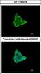 G18 antibody, GTX100216, GeneTex, Immunofluorescence image 