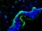 Integrin Subunit Alpha 3 antibody, NBP1-97691, Novus Biologicals, Immunofluorescence image 