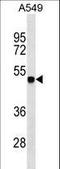 Zinc Finger And SCAN Domain Containing 1 antibody, LS-C157525, Lifespan Biosciences, Western Blot image 