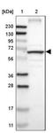 Chloride Channel CLIC Like 1 antibody, NBP1-82793, Novus Biologicals, Western Blot image 