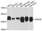 Glycogen Synthase Kinase 3 Beta antibody, abx125048, Abbexa, Western Blot image 