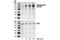 Phospholipase D1 antibody, 3831S, Cell Signaling Technology, Western Blot image 