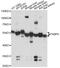 FKBP Prolyl Isomerase 5 antibody, A04182, Boster Biological Technology, Western Blot image 