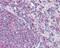 Actin Gamma 1 antibody, PA5-34667, Invitrogen Antibodies, Immunohistochemistry frozen image 