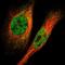 KIAA0014 antibody, HPA021047, Atlas Antibodies, Immunofluorescence image 