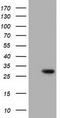 Inositol oxygenase antibody, CF501476, Origene, Western Blot image 