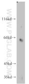Formin Binding Protein 1 Like antibody, 55055-1-AP, Proteintech Group, Western Blot image 