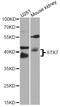 Syntaxin 7 antibody, A8057, ABclonal Technology, Western Blot image 