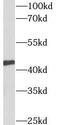 Thioredoxin Related Transmembrane Protein 4 antibody, FNab08814, FineTest, Western Blot image 