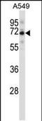 Spindle Apparatus Coiled-Coil Protein 1 antibody, PA5-48586, Invitrogen Antibodies, Western Blot image 