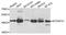 Mitochondrial Transcription Termination Factor 3 antibody, A9804, ABclonal Technology, Western Blot image 