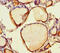 Serine Carboxypeptidase 1 antibody, CSB-PA867189LA01HU, Cusabio, Immunohistochemistry frozen image 