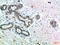 Insulin Receptor antibody, STJ99003, St John