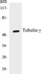 Tubulin Gamma 1 antibody, EKC1582, Boster Biological Technology, Western Blot image 