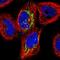 Aldehyde Dehydrogenase 1 Family Member L2 antibody, NBP1-81935, Novus Biologicals, Immunofluorescence image 