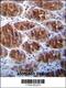 Amphiregulin antibody, 63-196, ProSci, Immunohistochemistry paraffin image 