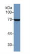 Heat Shock Protein Family A (Hsp70) Member 1 Like antibody, LS-C302713, Lifespan Biosciences, Western Blot image 