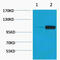 Progastricsin antibody, MBS2538619, MyBioSource, Western Blot image 