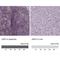 Janus Kinase 3 antibody, NBP2-49629, Novus Biologicals, Immunohistochemistry paraffin image 