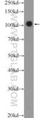 RB Transcriptional Corepressor 1 antibody, 25628-1-AP, Proteintech Group, Western Blot image 