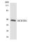 Hypocretin Receptor 1 antibody, LS-C292046, Lifespan Biosciences, Western Blot image 