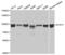 Signal transducer and activator of transcription 1-alpha/beta antibody, AHP2527, Bio-Rad (formerly AbD Serotec) , Western Blot image 
