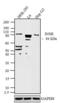 Insulin Receptor antibody, MA5-13778, Invitrogen Antibodies, Western Blot image 
