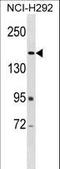 ArfGAP With RhoGAP Domain, Ankyrin Repeat And PH Domain 2 antibody, LS-C156448, Lifespan Biosciences, Western Blot image 