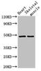CD36 Molecule antibody, LS-C669717, Lifespan Biosciences, Western Blot image 