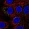 Small G Protein Signaling Modulator 3 antibody, NBP2-13304, Novus Biologicals, Immunocytochemistry image 